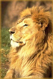 lion.jpg
